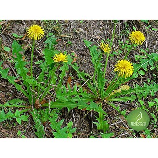 Bồ công anh 100gram lọa thượng hạng - NDX076