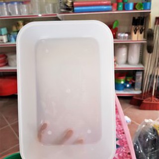 Sét 5 khay đá nhựa loại 3kg