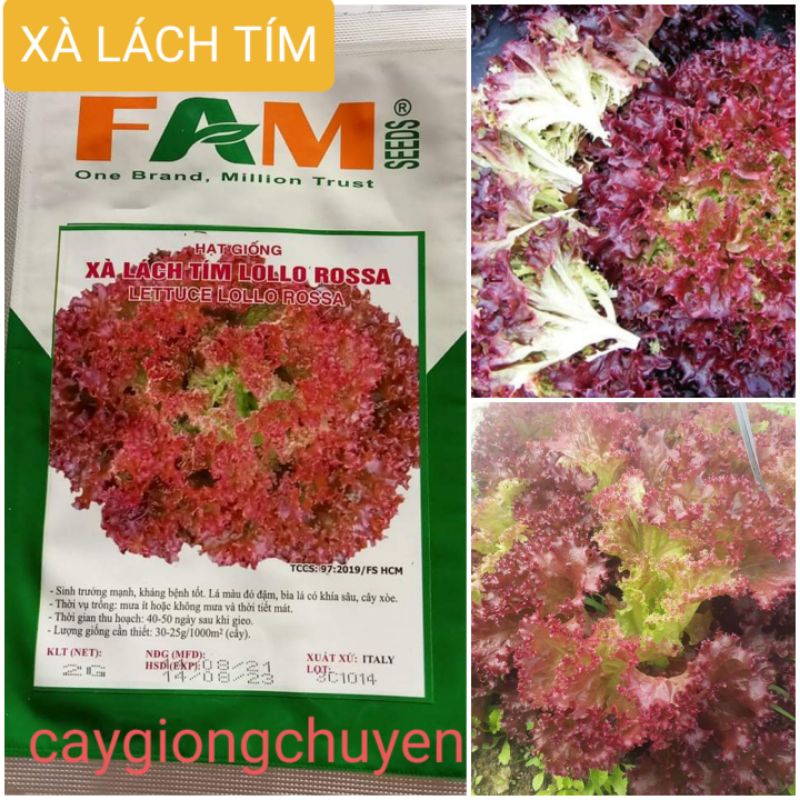 HẠT GIỐNG XÀ LÁCH TÍM GÓI 3 GRAM