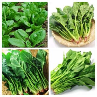 [Rạng Đông ] Hạt giống cải bó xôi - Giàu dinh dưỡng - Dễ trồng