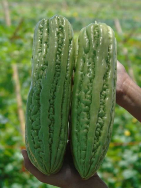 Hạt Giống Mướp Đắng F1 VA.254