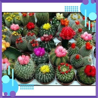 Hạt giống cây Xương Rồng mix nhiều loại .