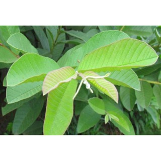 Lá ổi 1kg (Tươi -Khô)
