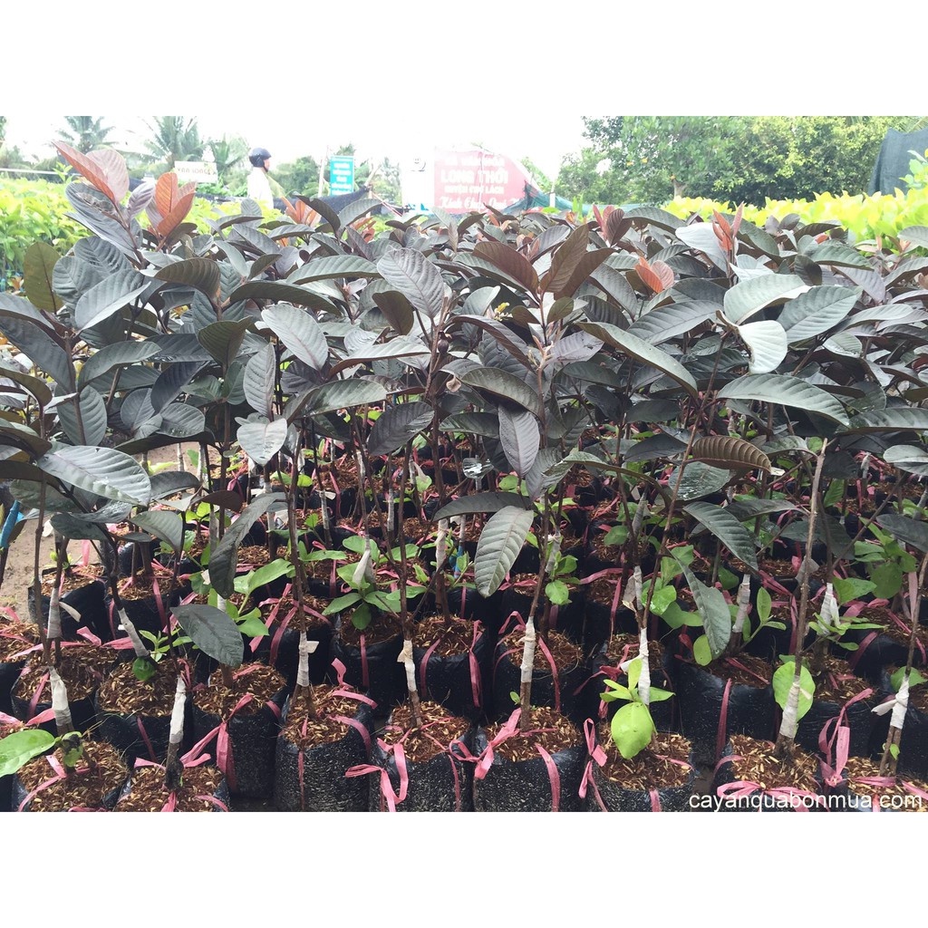 Cây ổi tím Malaysia - THẾ GIỚI HOA CÂY CẢNH - cao 60cm.