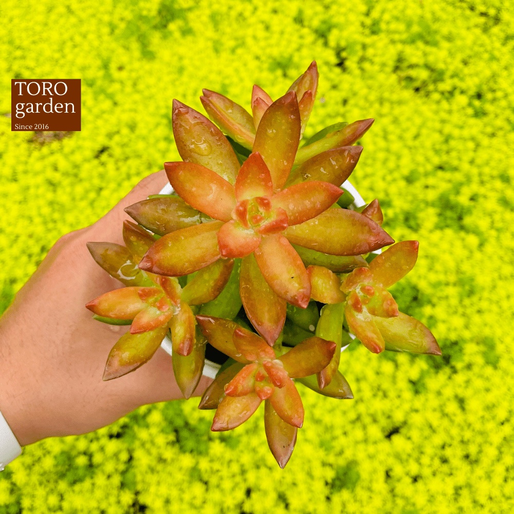 Sen đá đá cam Đà Lạt size trung bình cây cảnh trang trí nhà cửa Toro garden