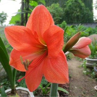 Củ giống hoa lan huệ ngoại Hà Lan Rilona