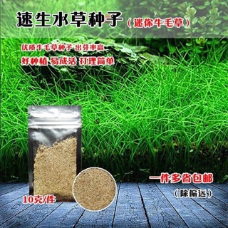 Hạt giống thuỷ sinh(ngưu mao chiên cao)