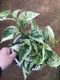 Chậu treo Trầu bà Marble Queen