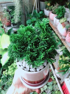 Chậu Cây Tùng Trắc