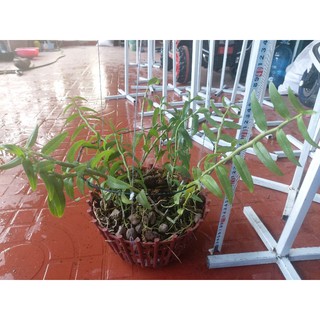 1 chậu trên 10 thân phi điệp hawai