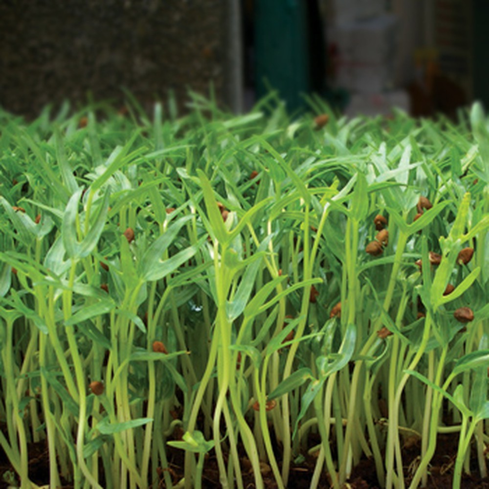 Hạt Giống Mầm Rau Muống (100g)