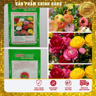 HGH Mao lương( Hồng ri ba tư)