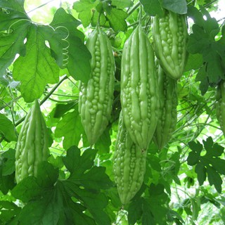 10 HẠT GIỐNG KHỔ QUA