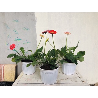 [ Set từ 10 cái] Chậu nhựa Trắng N23 (23x16cm)