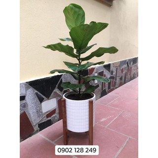 Cây bàng sing to chậu nhựa