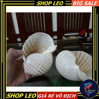 Vỏ ốc đốm trang trí hồ cá - hang cá trú ẩn -phụ kiện thủy sinh - shopleo