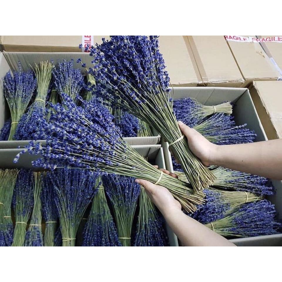 20 cành hoa lavender pháp