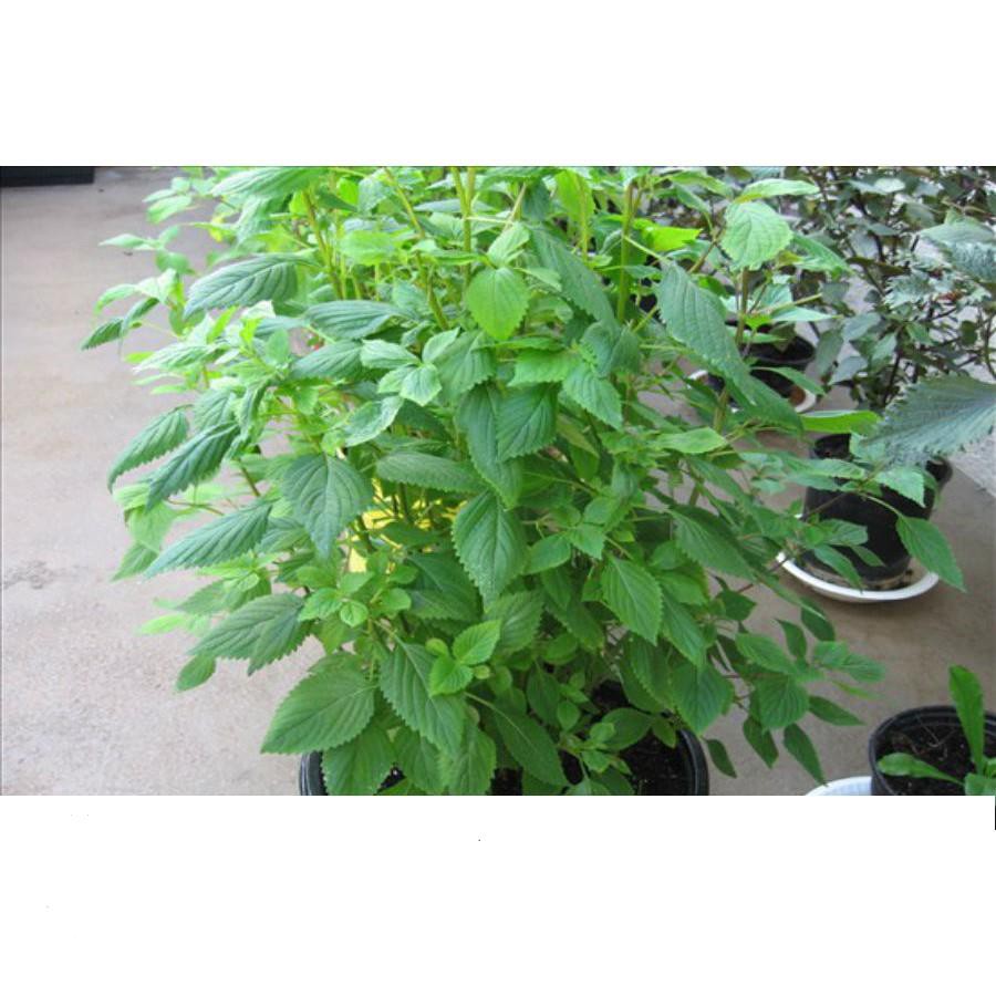 Hạt Giống Rau Kinh Giới Cao Sản 1gr