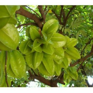 Chậu cây khế chua ( cao 40-50cm)