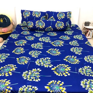 Bộ drap thun Hàn Quốc
