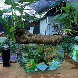 củ cây ráy khổng lồ  làm cảnh