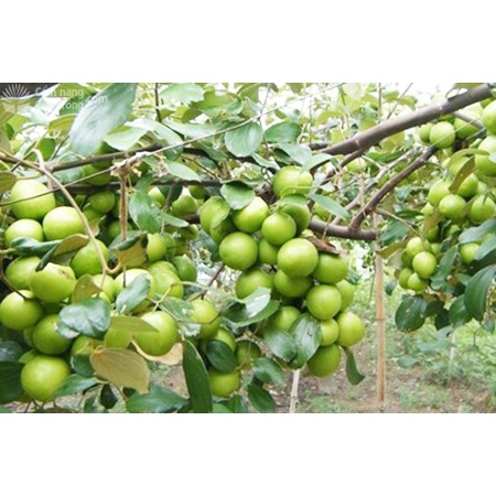 Cây Giống Táo Xanh Thái F1 Siêu Trái