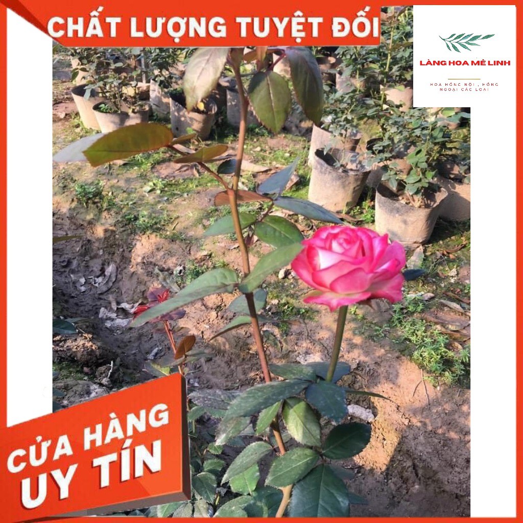 Cây Hoa hồng Nội Sếu[ ️️FORM HOA CỰC ĐẸP️️ ] - VẺ ĐẸP ẢO DIỆU ẨN MÌNH DƯỚI CÁI TÊN  BÌNH DỊ️️ ️️