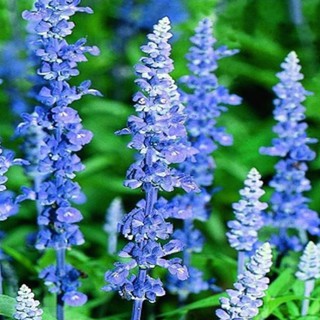 Gói 80 hạt giống HOA XÁC PHÁO XANH (Cao 50 - 60cm) dễ trồng mau ra hoa