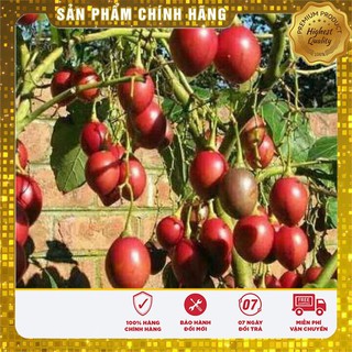 COMBO 2 gói hạt giống cà chua thân gỗ  TẶNG 20 viên nén ươm hạt