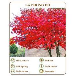 Hạt giống lá phong đỏ - THE XANH