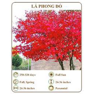 Hạt giống lá phong đỏ - the xanh