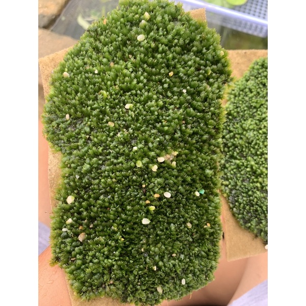 Rêu Mini Fiss lá nươc tất - 20k/ tất
