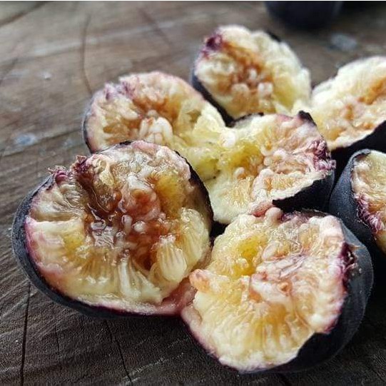 Cây Giống Sung Mỹ Iraqui - cây giống chiết cành