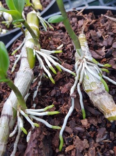 Siêu ra rễ Rooting