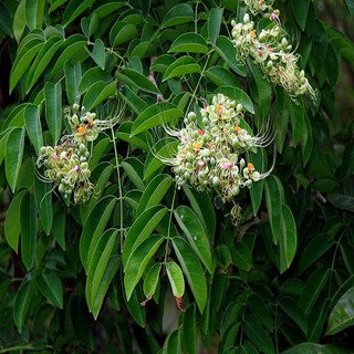Cây giống gõ đỏ