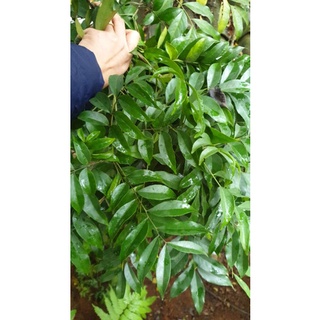 lá mắc mật tươi
