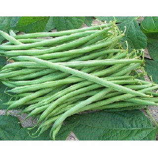 Hạt giống đậu cove leo xanh hạt nâu