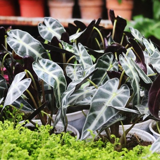 Cây môn quan âm (Alocasia Polly)