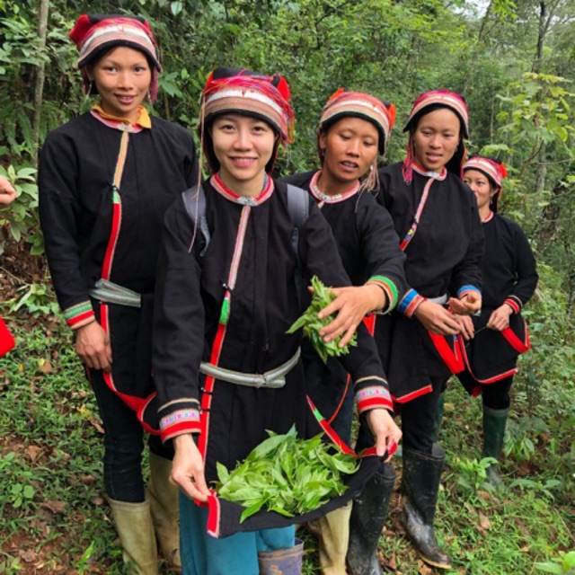 Trà Cổ Thụ Shan Tuyết