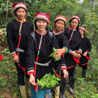 Trà cổ thụ shan tuyết