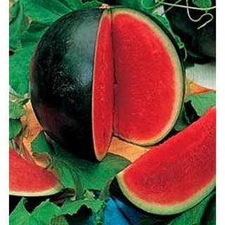 Hạt giống dưa hấu đỏ không hạt - Gói 20 hạt - Tặng gói kích thích hạt nảy mầm