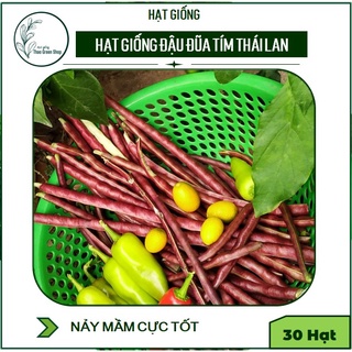 HẠT GIỐNG ĐẬU ĐŨA TÍM