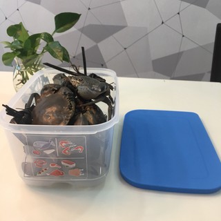 bộ trữ mát coolmate Tupperware