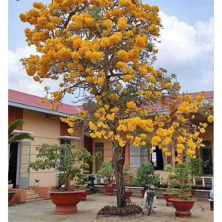Cây giống huỳnh liên. chuông vàng