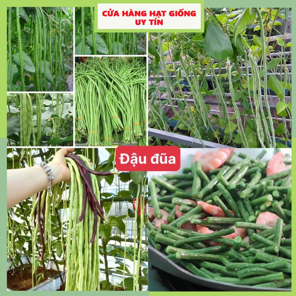 Hạt Giống Đậu Đũa F1 Loại Siêu Dễ Trồng, Dễ Thu Hoạch ( gói 500gram, 1kg)