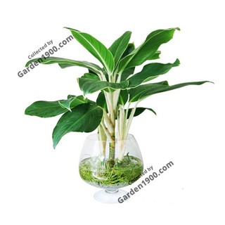 Cây bạch mã hoàng tử thủy sinh - Cây nội thất văn phòng