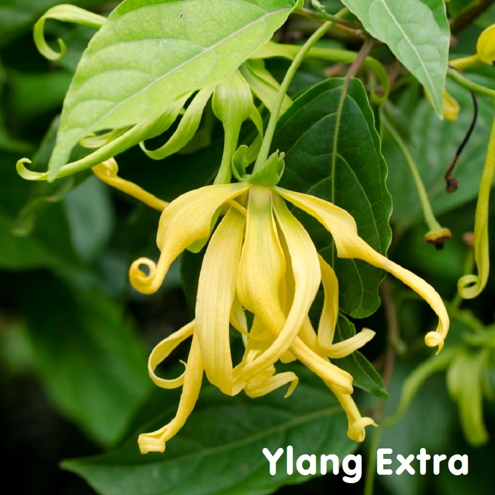 Tinh dầu Ngọc Lan Tây Ylang Extra Essential Oil