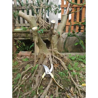 - Kéo cắt tỉa cành cán mạ vàng siêu bền giá rẻ (cắt được cành 20mm) hàng đẹp, chuyên cho cây hoa cảnh.