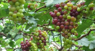 Cây nho ninh thuận