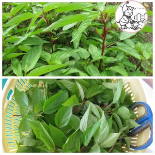 HẠT RAU ĐAY ĐỎ - GÓI 10 GRAM